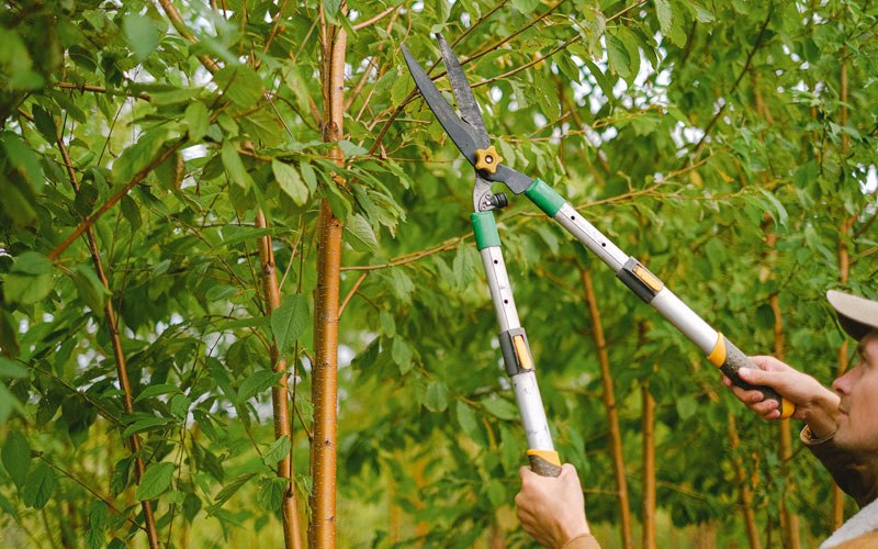 Tree trimming in Clarion, IA